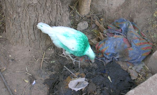 poulet